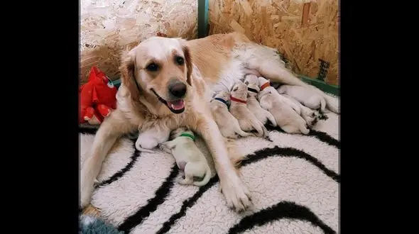 توله یک سگ سبز رنگ به دنیا آمد + تصاویر