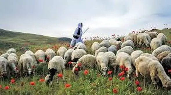 ورود دام به مراتع و جنگل‌ها بدون اخذ پروانه ممنوع است