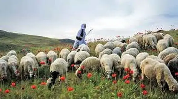ورود دام به مراتع و جنگل‌ها بدون اخذ پروانه ممنوع است