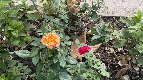 فال ابجد امروز / 26 آبان ماه + فیلم 