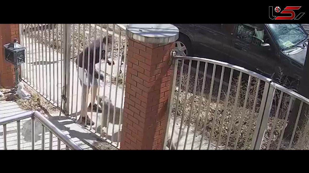 برخورد خونسردانه مرد جوان در حمله وحشیانه یک سگ + فیلم