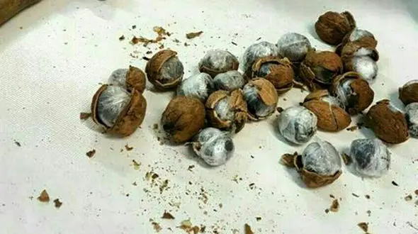  کشف تریاک از داخل حلیم و سوپ