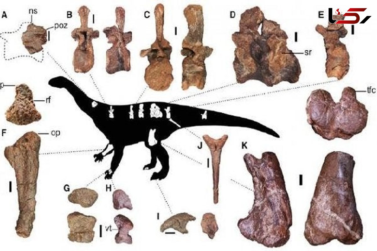 کشف غول پیکرترین دایناسور دنیا
