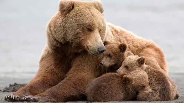 راز تولد توله خرس قهوه‌ای هنگام خواب زمستانی و نقش انسان در تهدید طبیعت