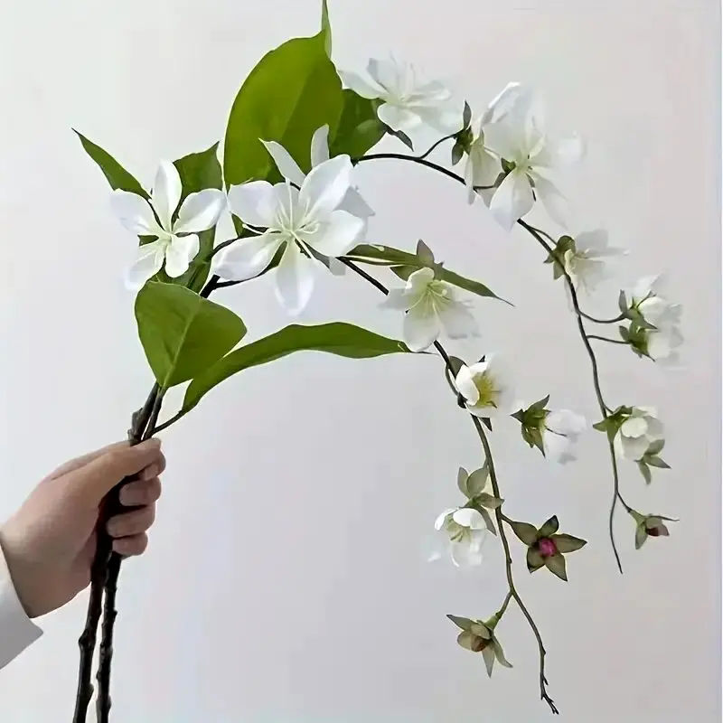 گیاهان آپارتمانی