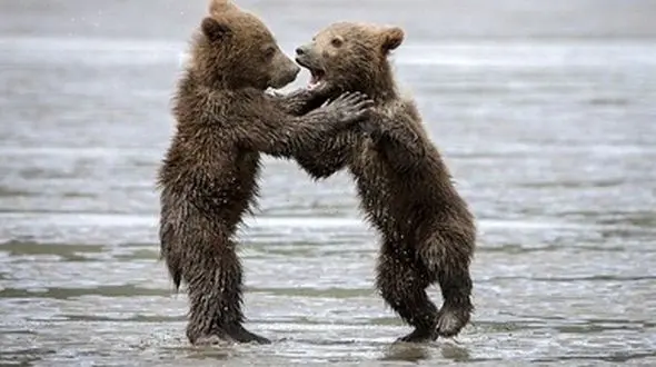 بازی مادرانه و زیبای خرس مادر با توله هایش +تصاویر