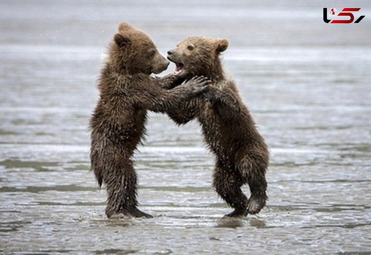 بازی مادرانه و زیبای خرس مادر با توله هایش +تصاویر