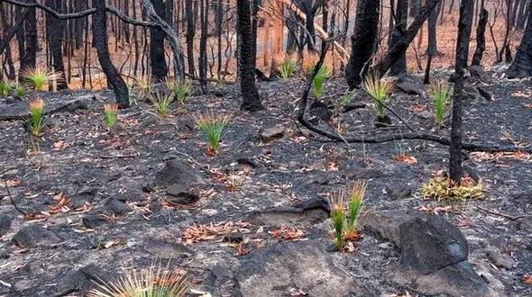 ترمیم عرصه های جنگلی بعد از آتش سوزی ها الزامی است / لزوم جلوگیری از تغییر کاربری اراضی جنگلی