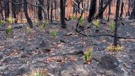 ترمیم عرصه های جنگلی بعد از آتش سوزی ها الزامی است / لزوم جلوگیری از تغییر کاربری اراضی جنگلی