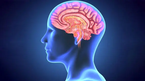 تفاوت افراد باهوش با دیگران/تمرکز ذهنی باهوش ها بالاتر است