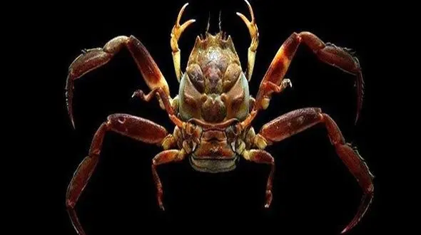 این خرچنگ شبیه به انسان است+عکس