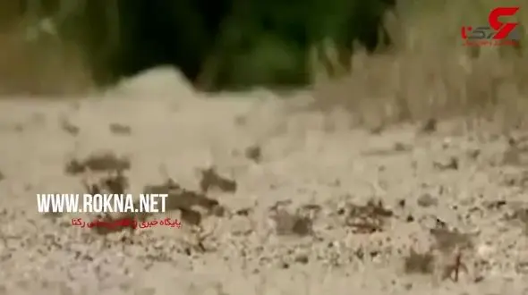 هجوم میلیون‌ها ملخ به ایتالیا + فیلم 