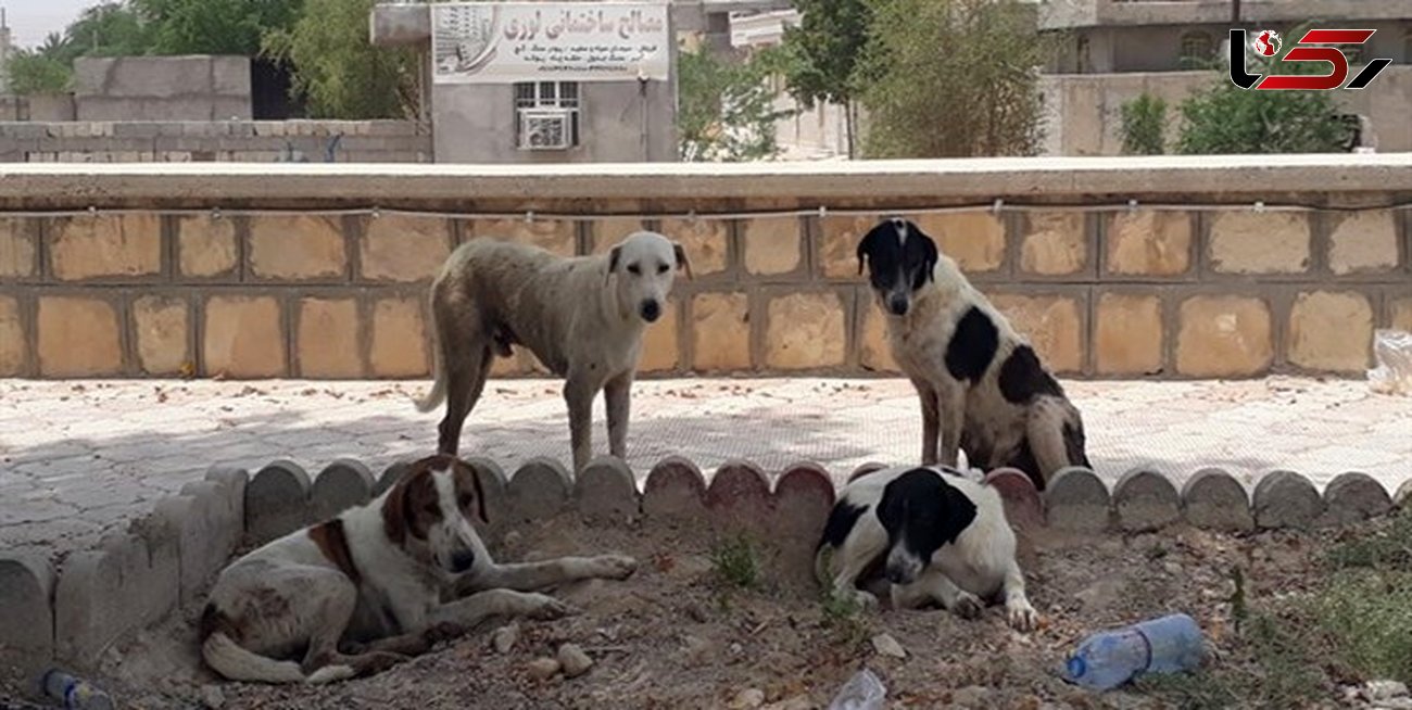 رژه سگ‌های ولگرد در کوچه‌های شهر