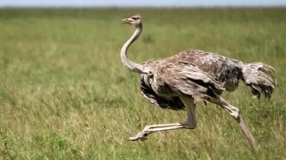 حیوانی با عمر 75 ساله که در 2 سالگی کشته می شود