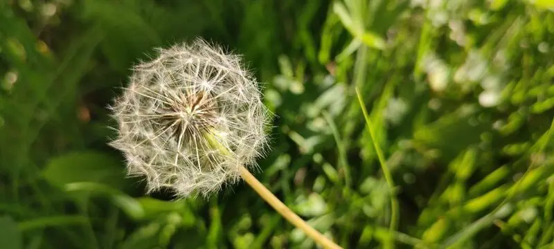 قاصدک های روستای گوشلان