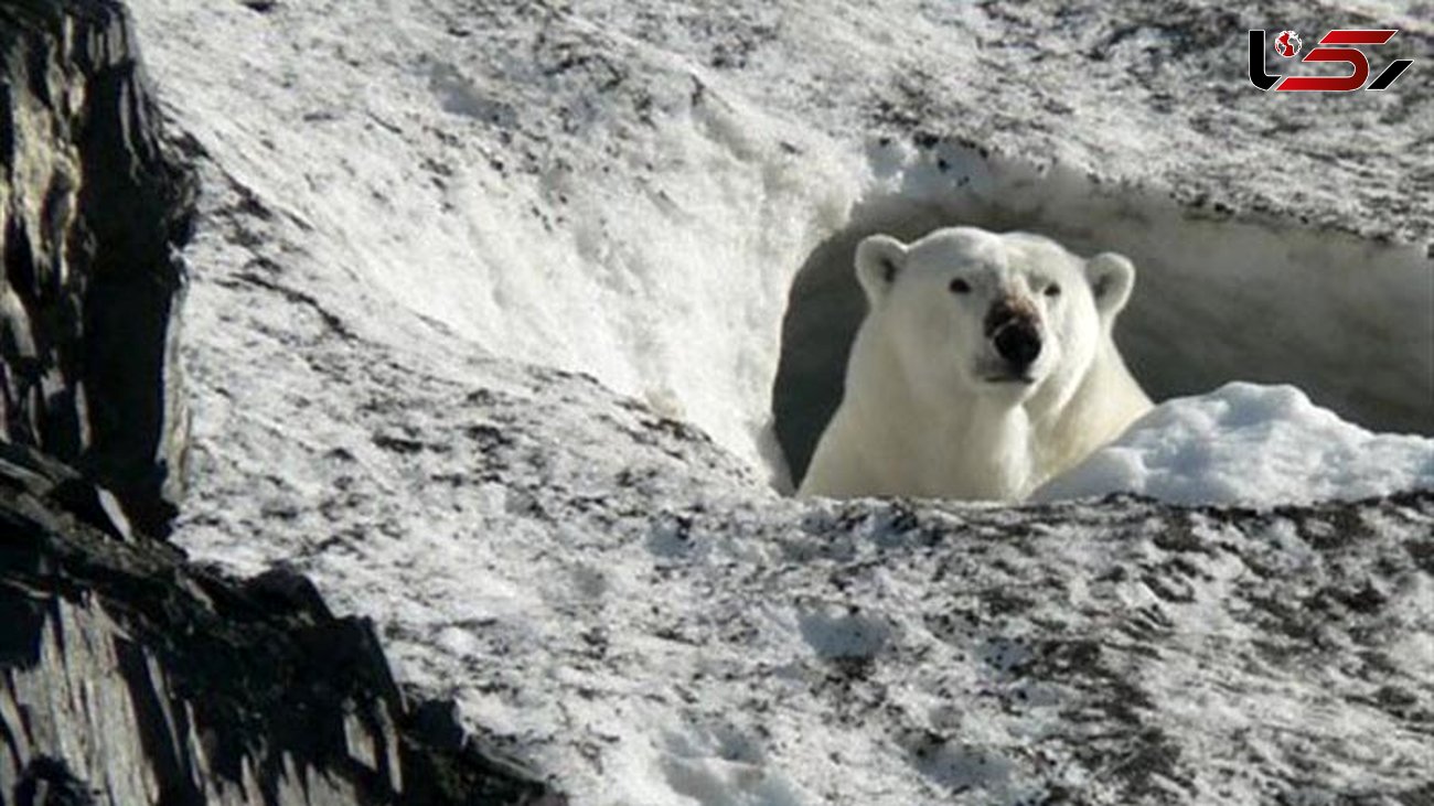 خرس های قطبی لاشه یک نهنگ را خوردند+تصاویر