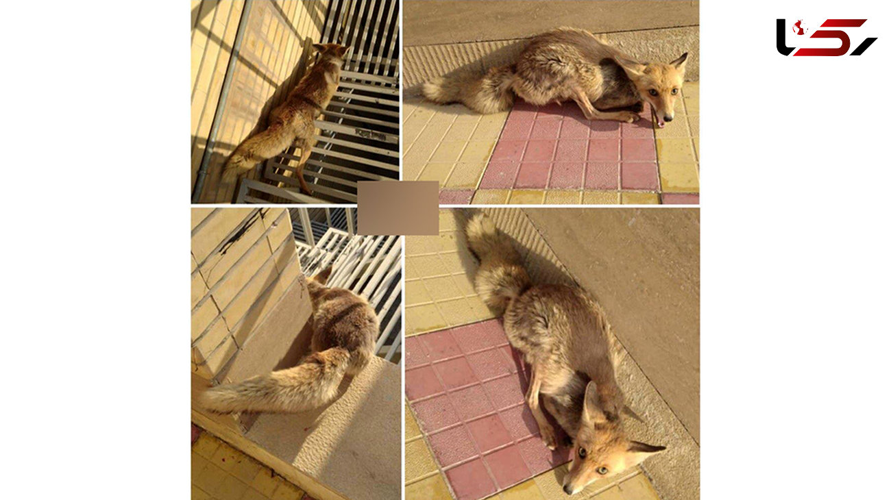 روباه زخمی با پای خود نزد هلال احمری ها رفت + عکس ها / اصفهان
