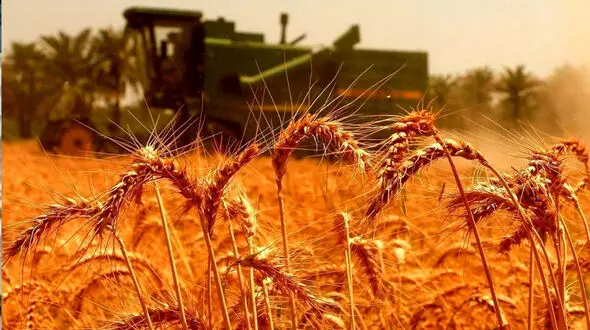 4.7 میلیون تن گندم خرید تضمینی شد
