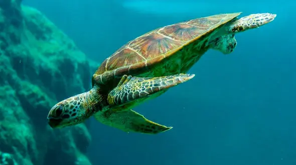 پاکیزگی لاک رمز بقا در زندگی لاک‌پشت‌ها + فیلم