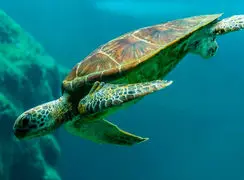 پاکیزگی لاک رمز بقا در زندگی لاک‌پشت‌ها + فیلم