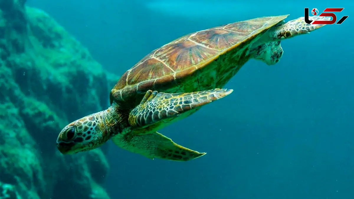 پاکیزگی لاک رمز بقا در زندگی لاک‌پشت‌ها + فیلم