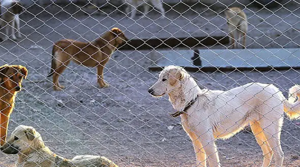 خورده شدن جسد کرونایی توسط سگ های ولگرد !