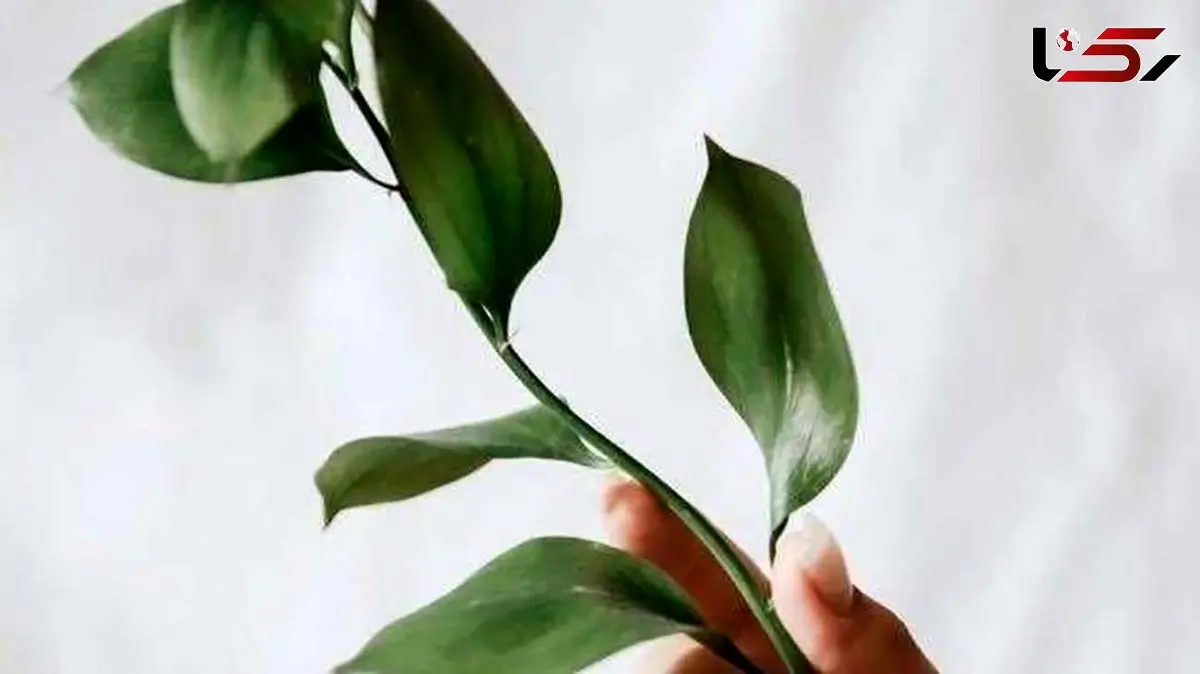 فال و طالع بینی امروز 8 تیر ماه 1405