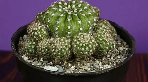 ببینید / این کاکتوس چطور روی کاکتوس دیگری پیوند خورد و گل داد؟ + فیلم