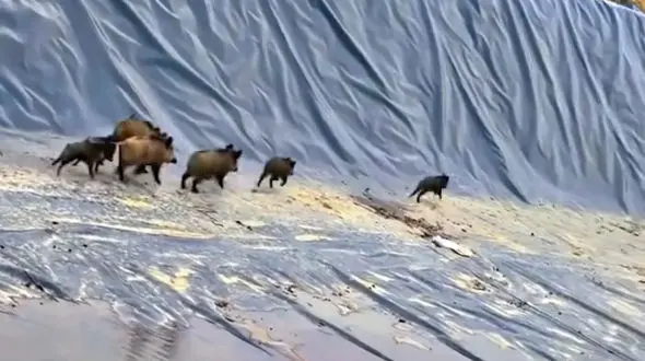 فیلم های تاسفبار / استخرهای کشاورزی، دام مرگ برای حیوانات / راهکارهای پیشنهادی برای نجات !