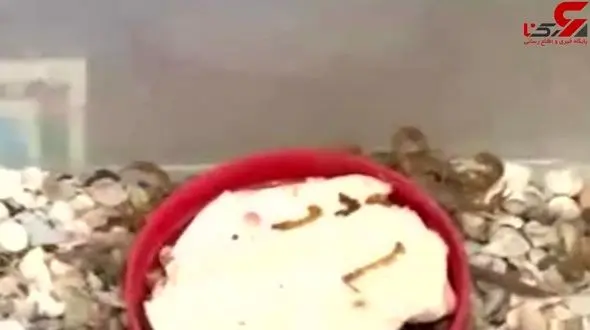 کشف ۴۰۰ عقرب از یک مرغداری در قم + فیلم