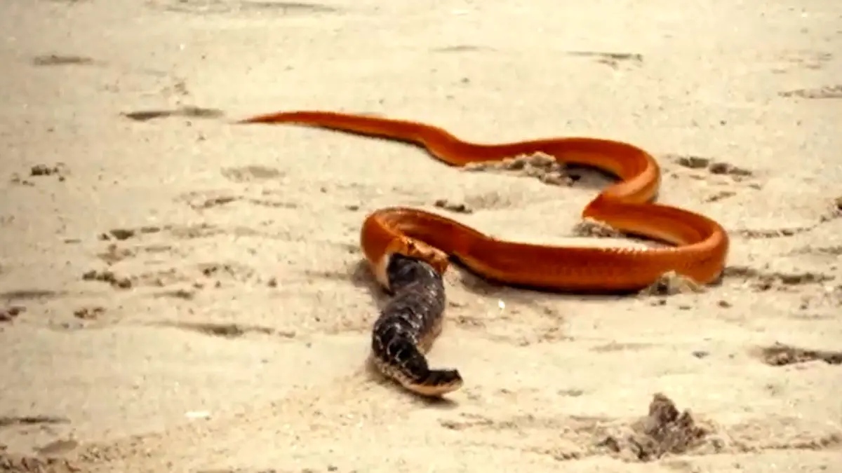 فیلم صحنه نادر فرار یک مار از دهان مار کبرا