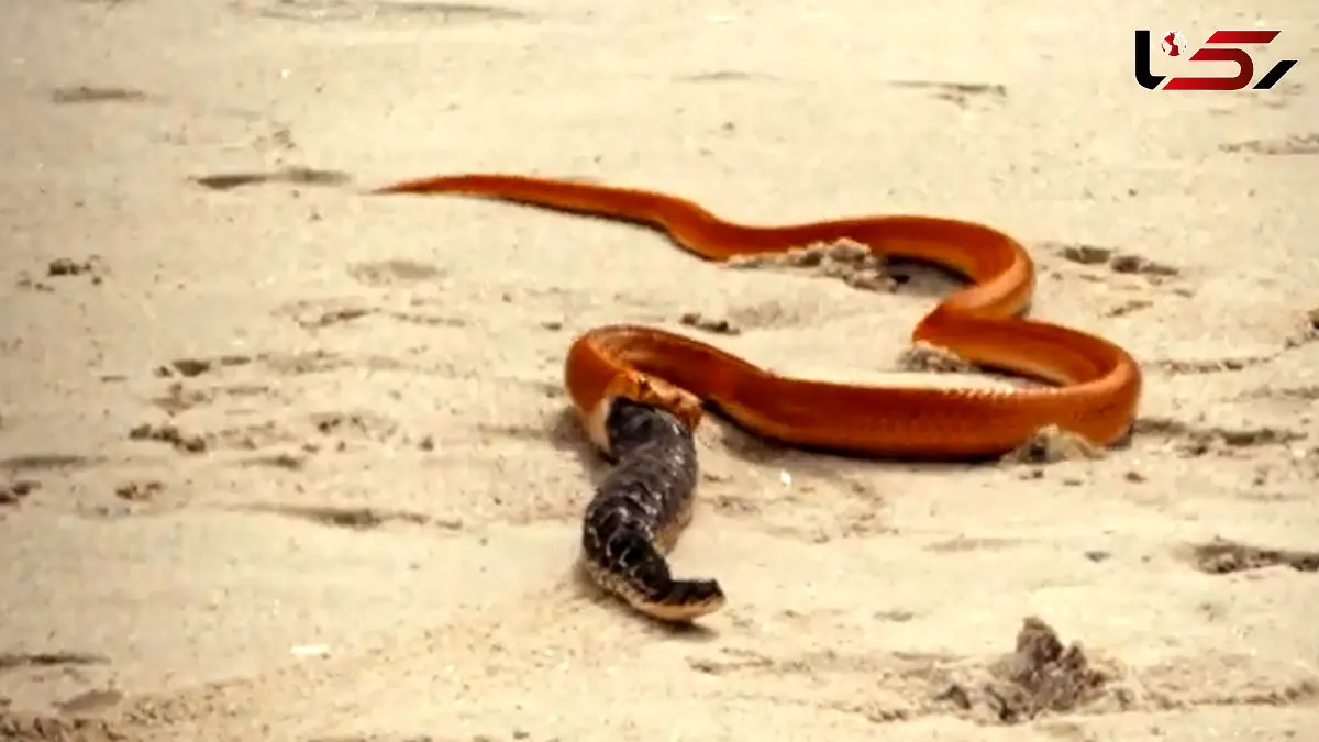 فیلم صحنه نادر فرار یک مار از دهان مار کبرا