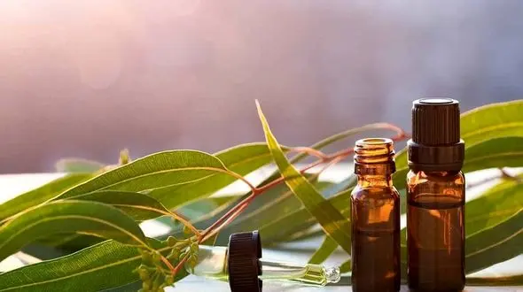 خواص بخور اکالیپتوس