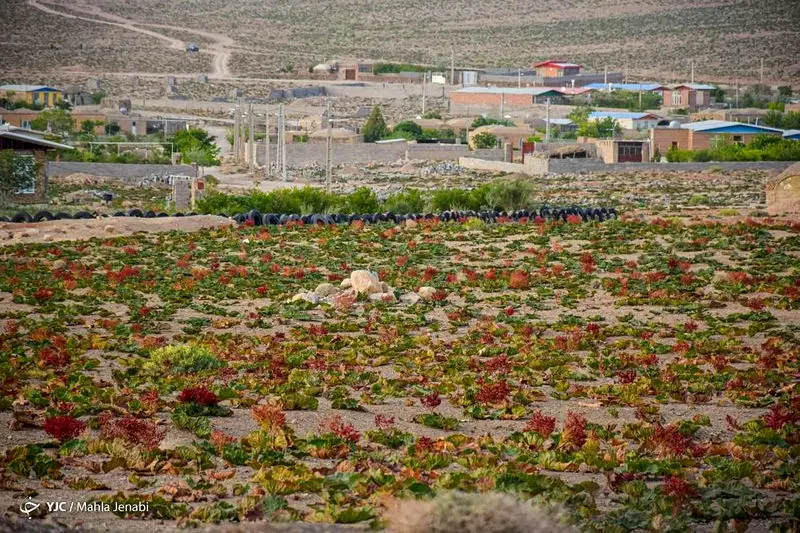 دشت زیبای ریواس 14