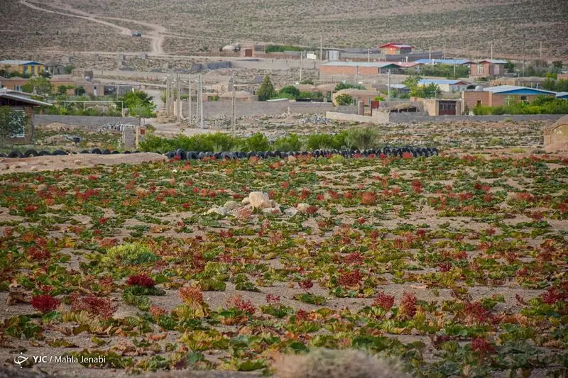 دشت زیبای ریواس 14