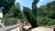 یک درخت بر سر این مرد بیچاره افتاد! + فیلم