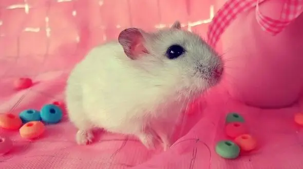 4 دلیل مهم و اصلی گاز گرفتن همستر + فیلم