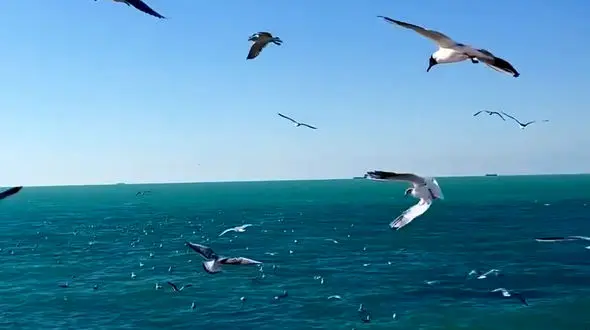 از بوشهر تا تنکابن سفر به نگین خلیج فارس و بلندترین آبشار مازندران