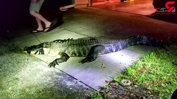 وحشت یک زن خارجی از دیدن موجودی وحشتناک در خانه اش+ فیلم