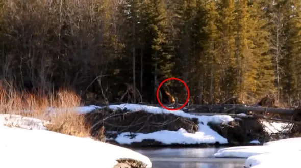 دیده شدن موجودی عجیب در کانادا + فیلم