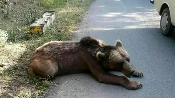 بدشانس ترین توله خرس ایران در دالاهو !+ عکس دیدنی