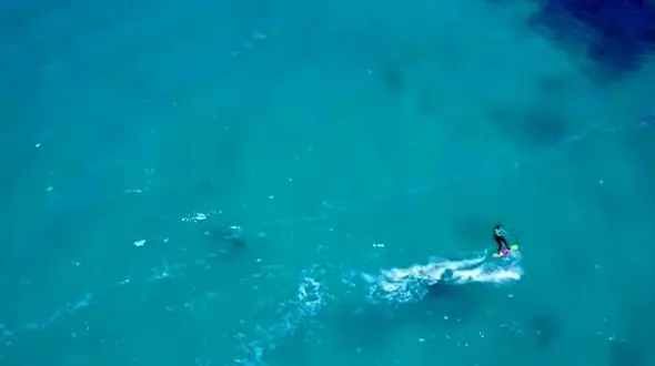 فیلم شنای کوسه زیر پای موج سوار+عکس و فیلم