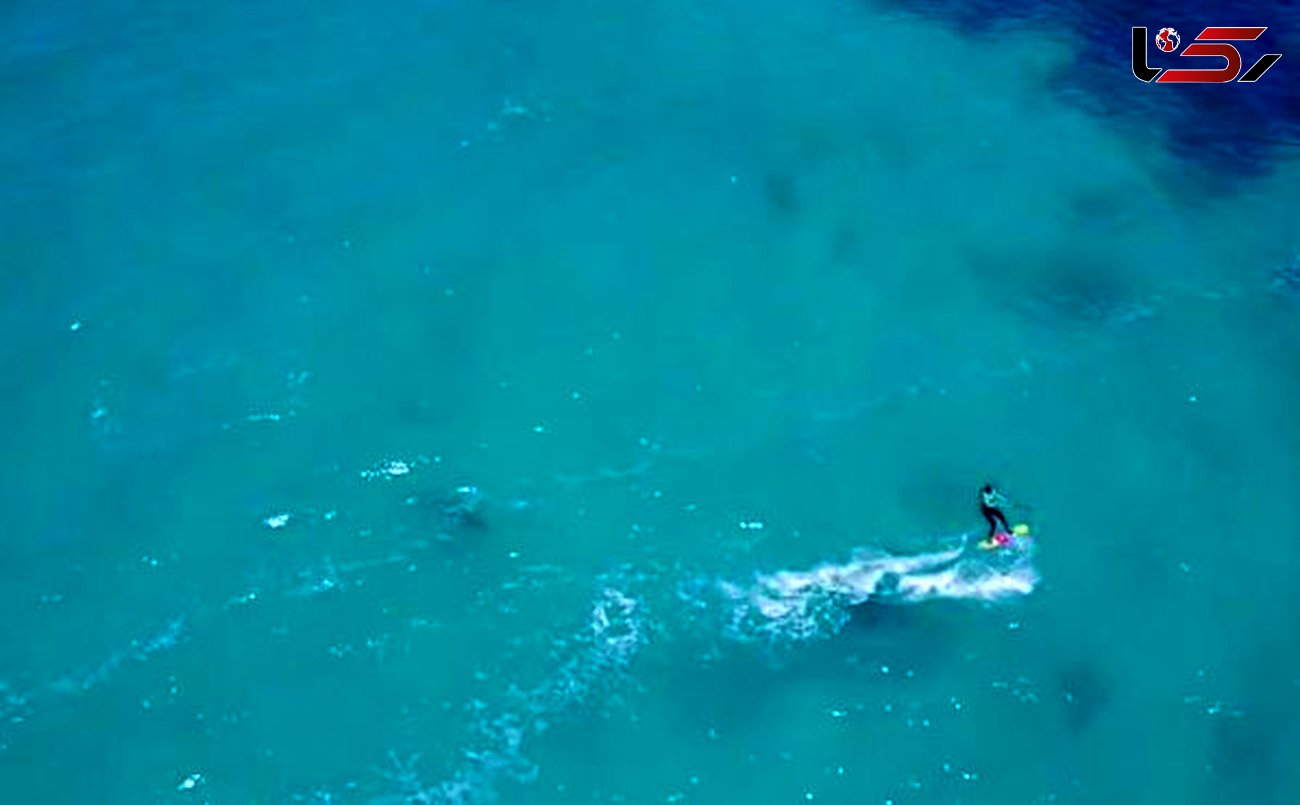فیلم شنای کوسه زیر پای موج سوار+عکس و فیلم