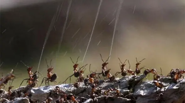 ببینید | هرجا این مورچه های وحشی را دیدید فرار کنید ! + فیلم