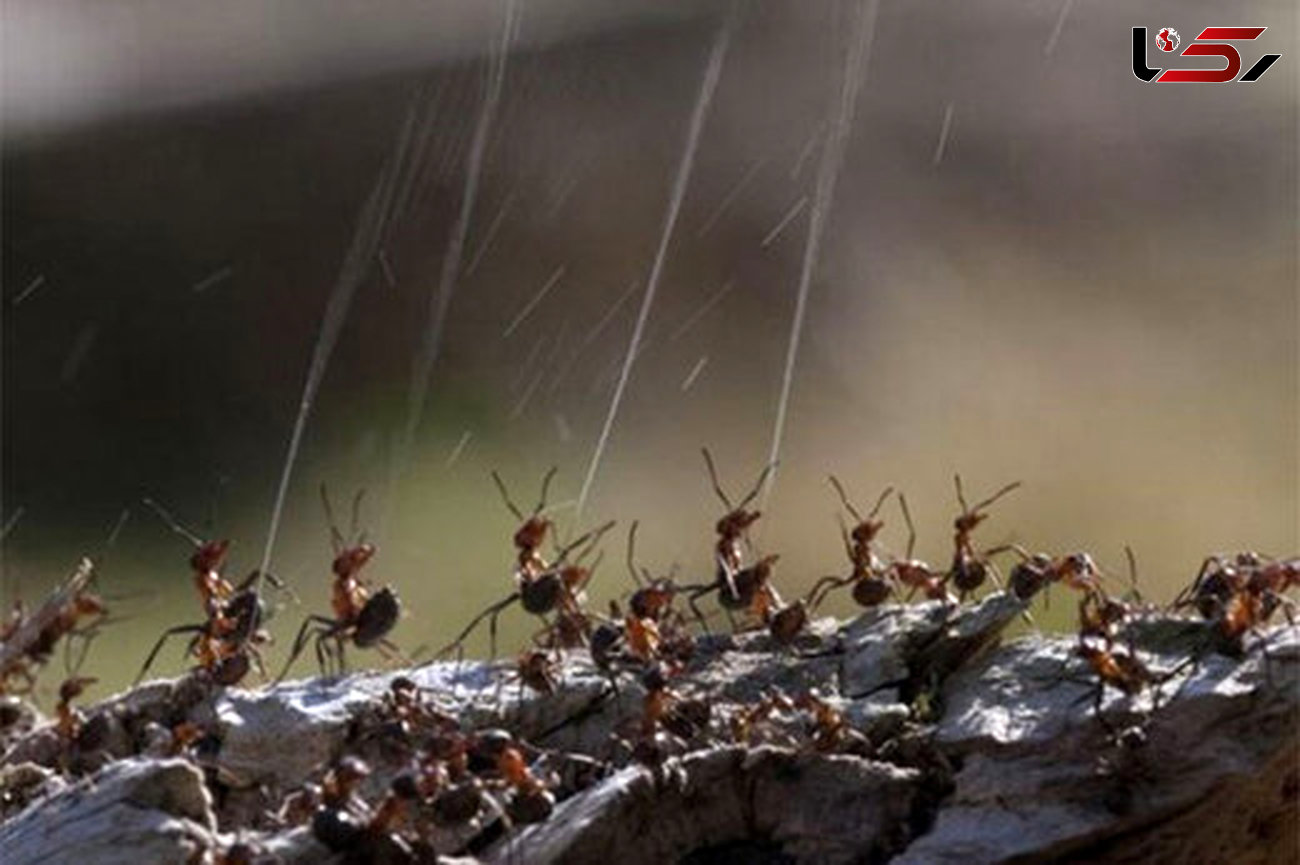 ببینید | هرجا این مورچه های وحشی را دیدید فرار کنید ! + فیلم