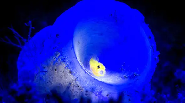 تصاویر دیدنی از موجودات دریایی در اعماق اقیانوس