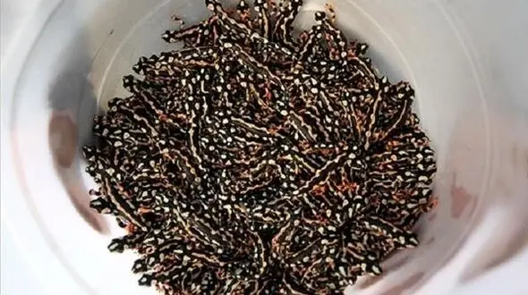 خریدوفروش «سین» هشتم سفره عید!