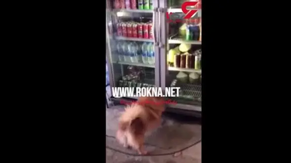 اقدام بامزه یک سگ در برابر گرما+فیلم