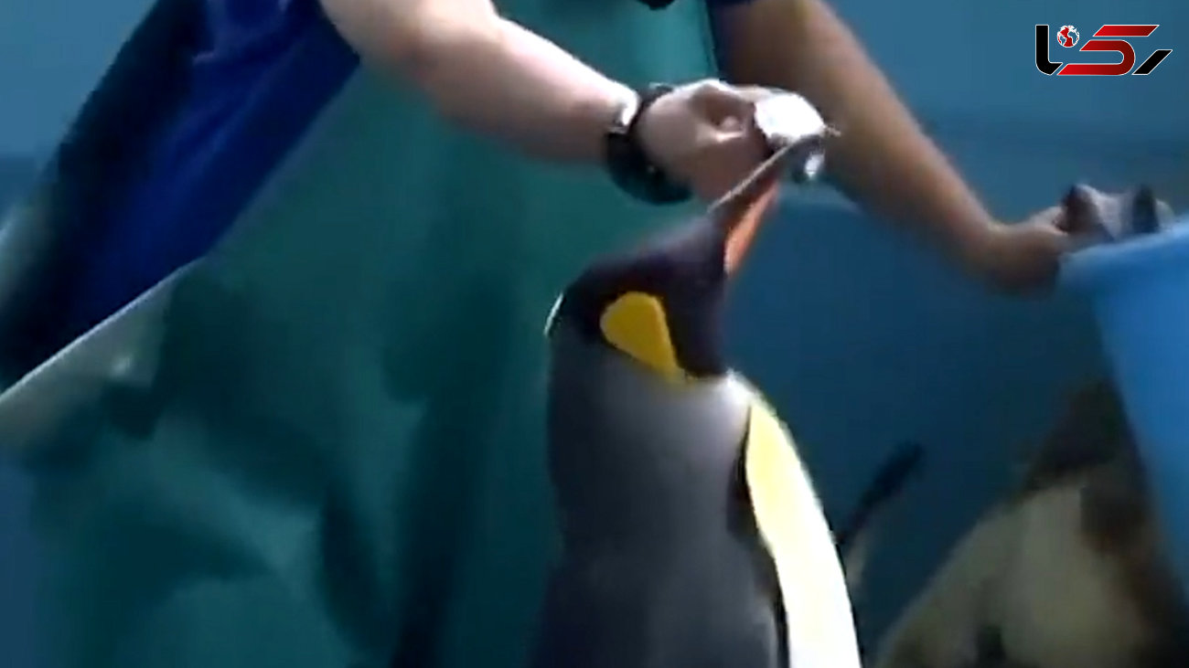 ببینید / این پنگوئن ها فقط ماهی گران می خورند + فیلم عجیب