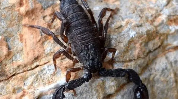 بی بخارترین عقرب های خراسان جنوبی را بشناسید!